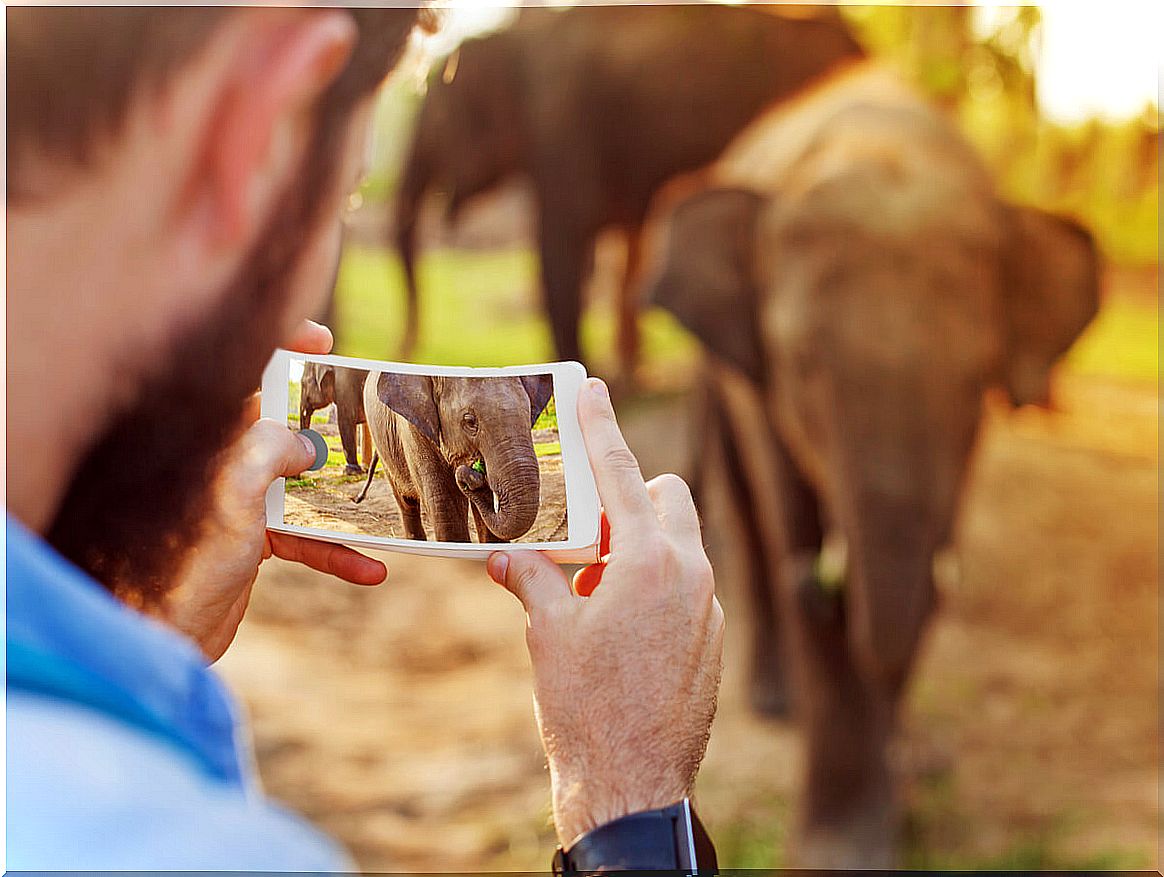 Photos with wild animals: what is legal and what is not?