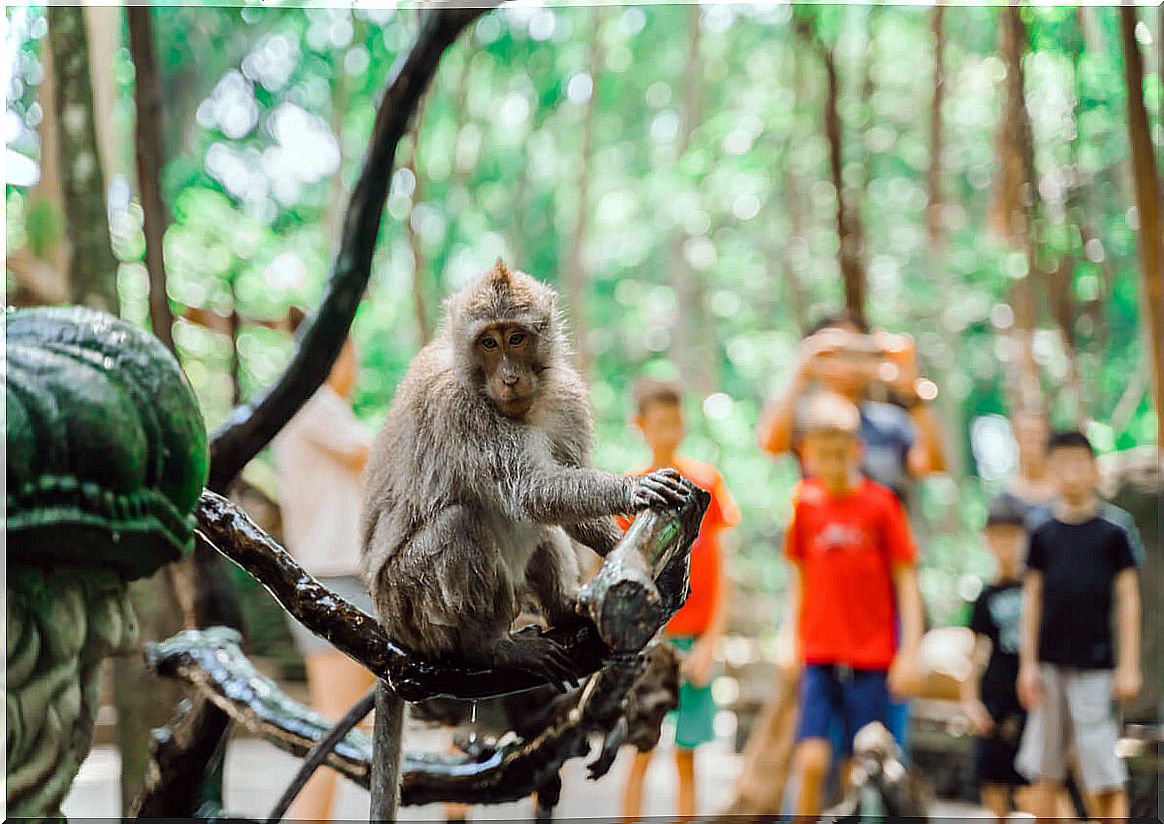 A captive monkey in a zoo.