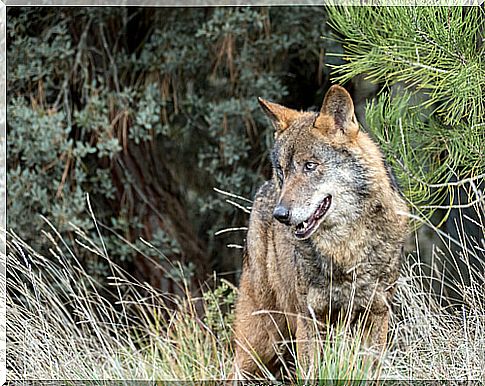 Iberian wolf: habitat