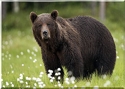 European brown bear