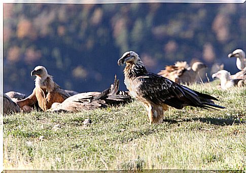 Bearded vulture: habitat