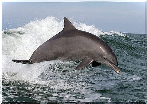 Bottlenose dolphin: characteristics