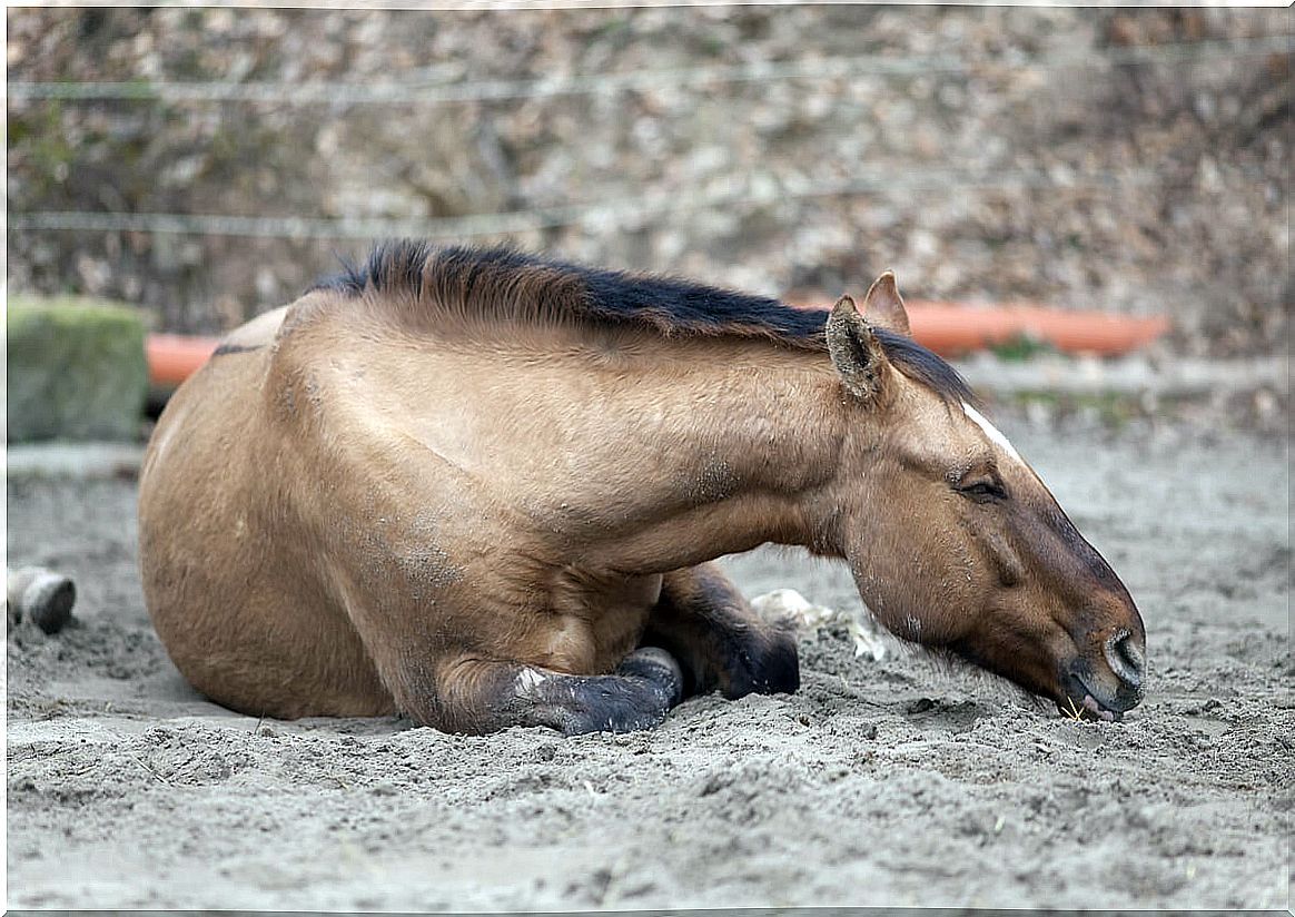 Colic in horses is relatively common.