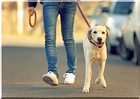 Dog walking with his owner