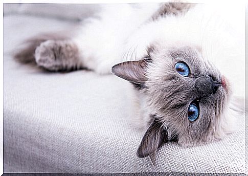 Ragdoll cat care: 6 recommendations