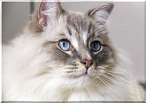 Among the care of the ragdoll cat are its ears