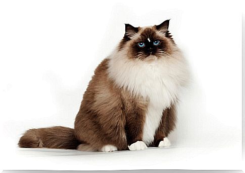 Sitting ragdoll cat