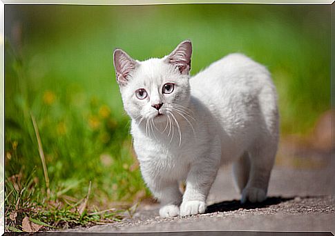 Reasons why you should have a Munchkin cat in your life