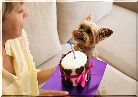 Recipe for an apple pie for dogs