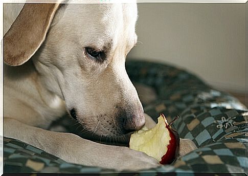 dog eats apple