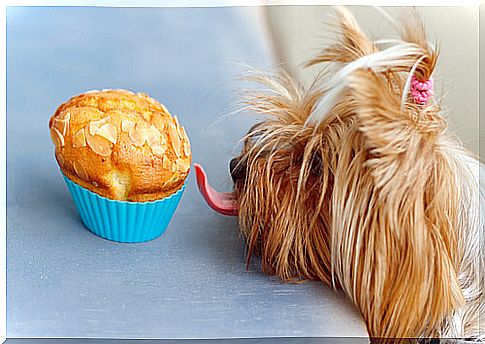 Homemade dog cake recipes