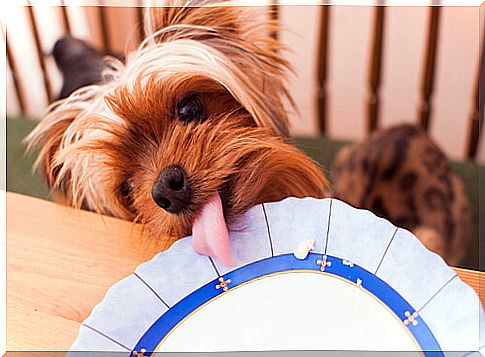 Making homemade cakes for dogs