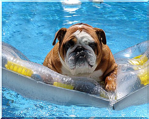 Pool chlorine on your pet's skin