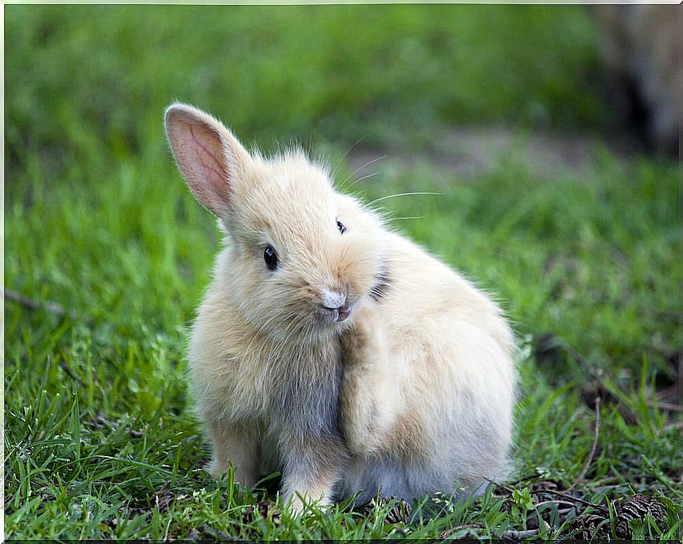 Scabies in rabbits: symptoms and treatment