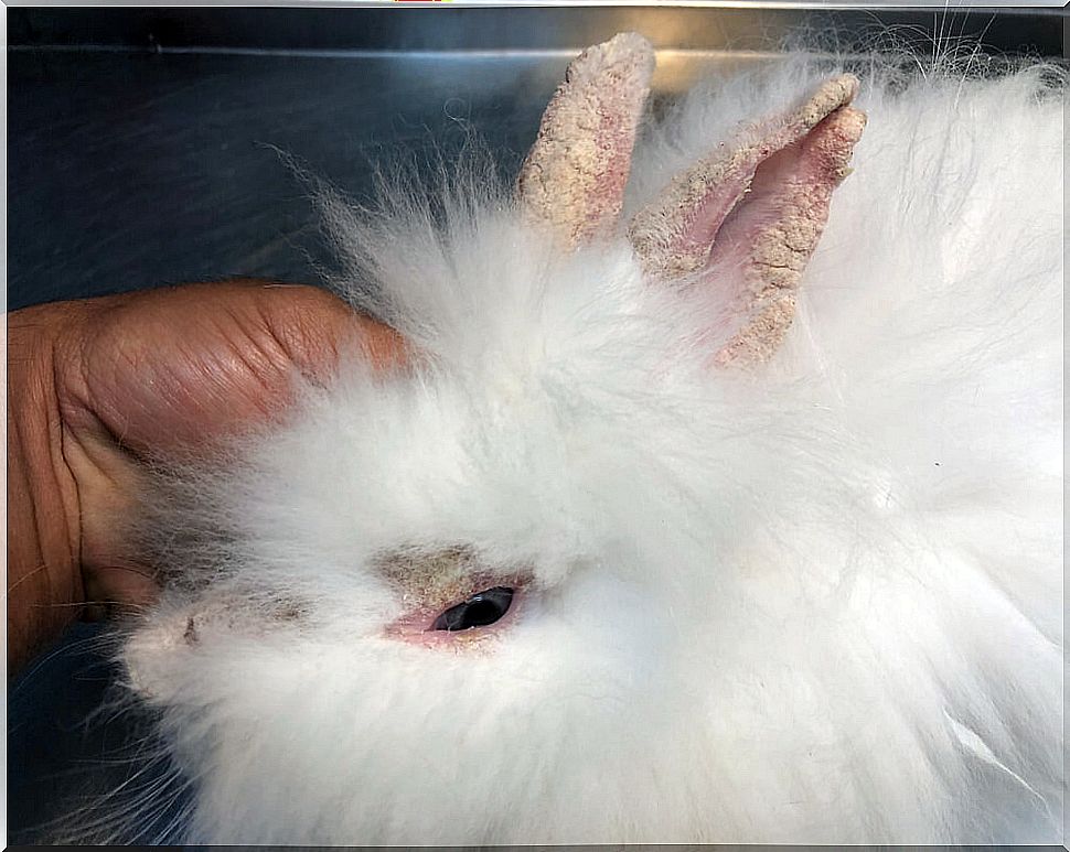 Rabbit with scabies.