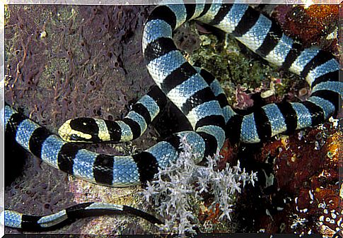 Sea snake, one of the most poisonous in the world