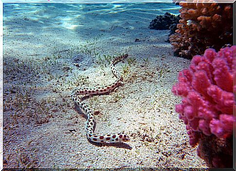 sea ​​snake (Hydrophiinae)