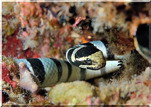 Sea snake: myth