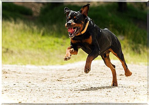 Potentially dangerous dog law: rottweiler