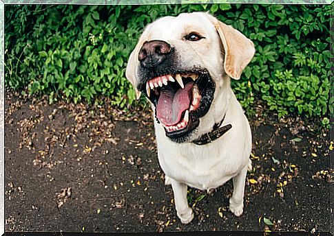 Causes of aggressiveness in dogs