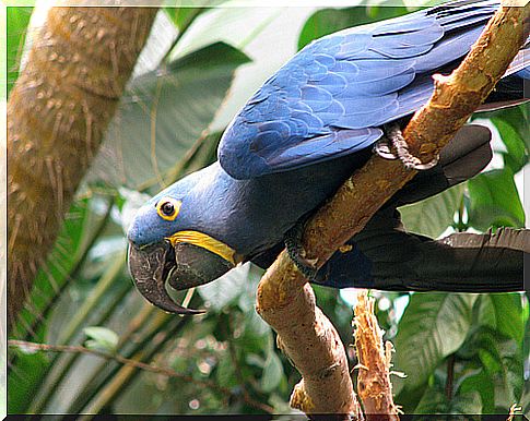 State of plumage and molt in parrots