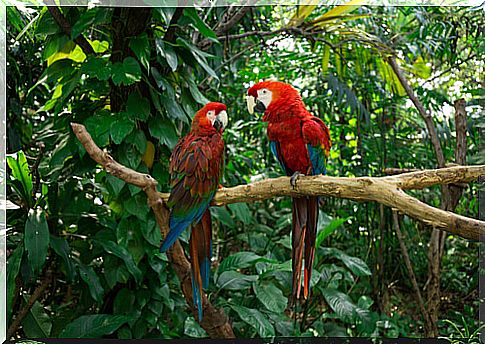 Parrots on a branch in the jungle