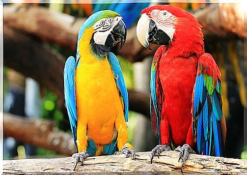 Parrots on a branch