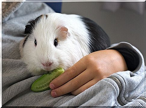 Stress in guinea pigs: everything you need to know