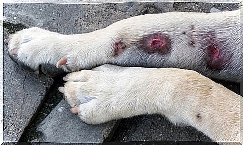 Swollen paws in dogs: causes and symptoms