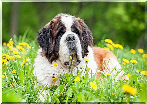 saint bernard in the grass