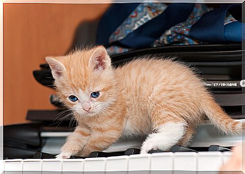 The 5 best songs about cats