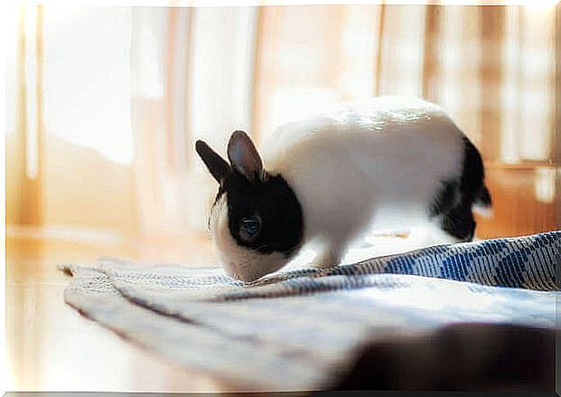 Most affectionate pets: rabbit