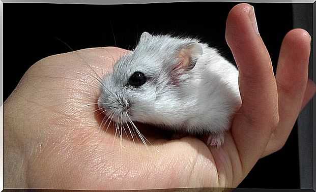 Most affectionate pets: hamster