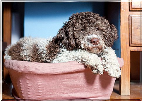 Lagotto de Romagnolo