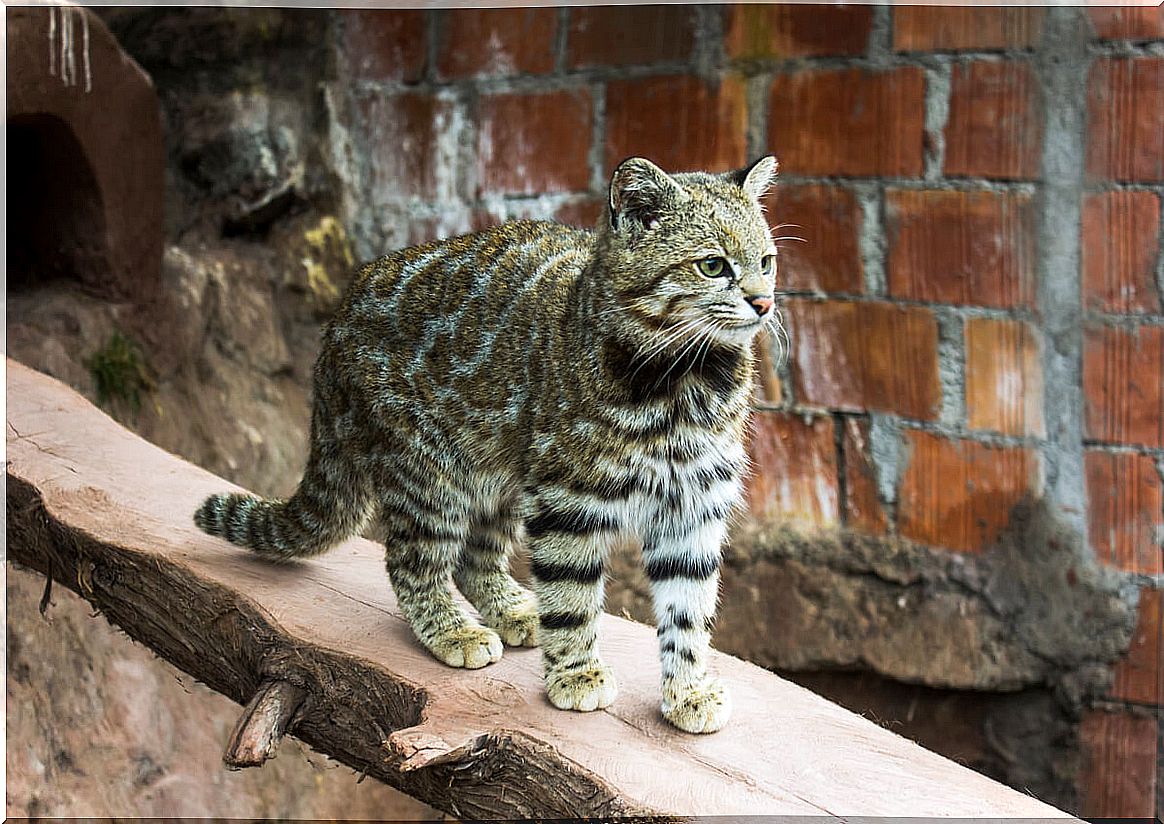 An Andean cat balancing.