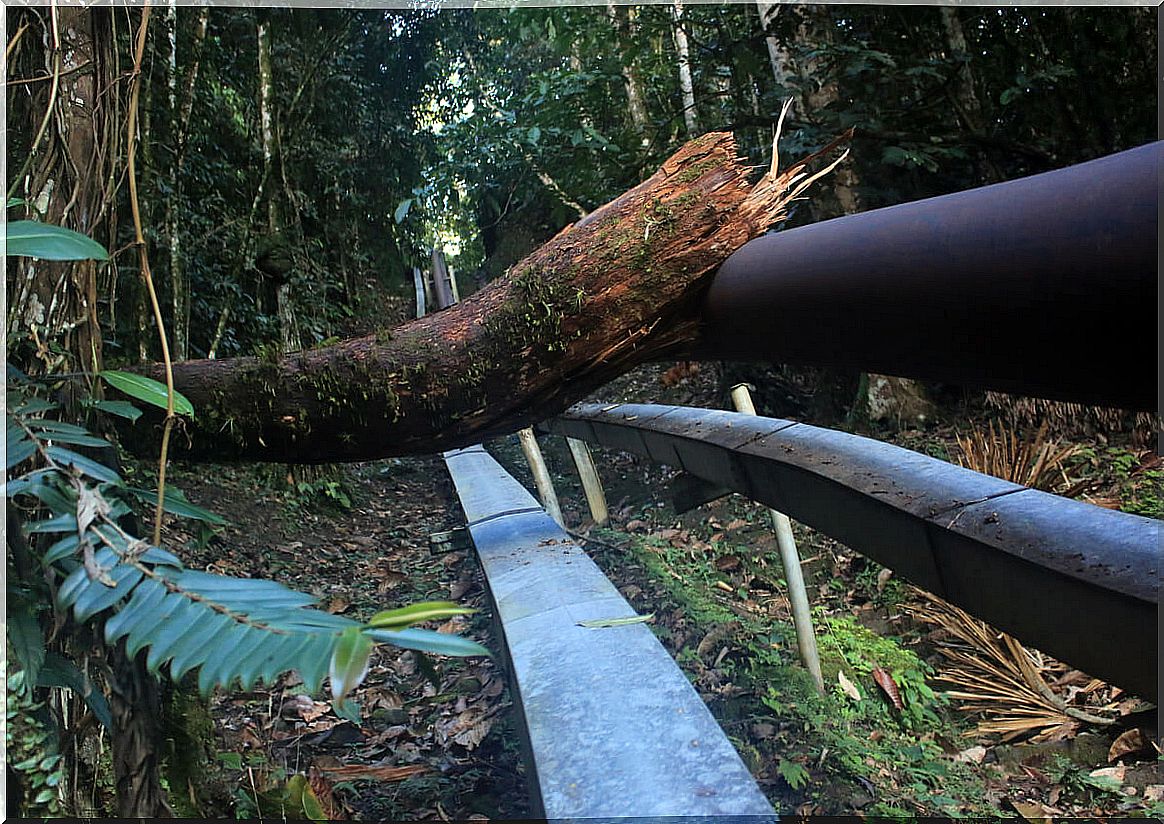 Deforestation in the jungle.