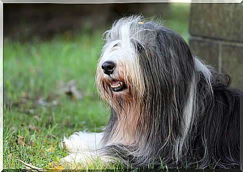 The Bearded Collie