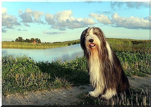 Bearded collie dog in the field