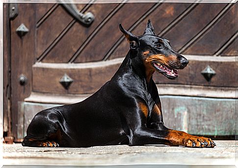 doberman