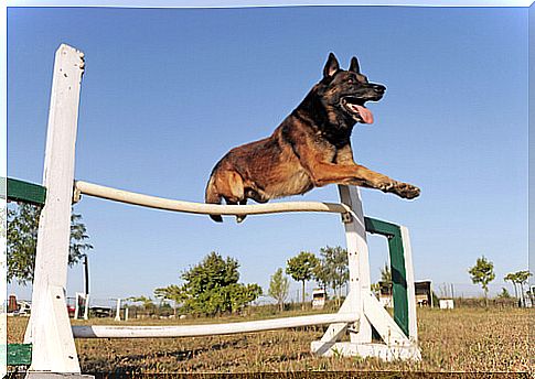 Professional training of the Belgian Shepherd