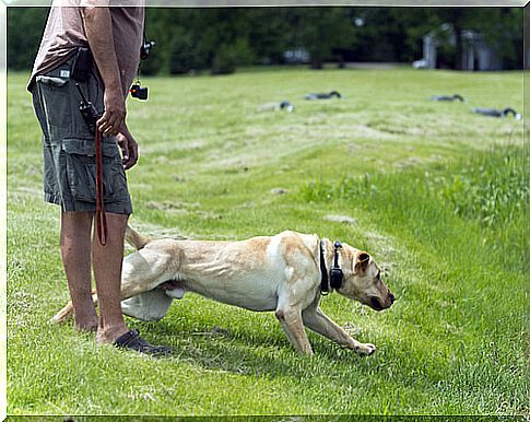 Labrador training