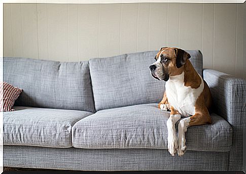 boxer on sofa