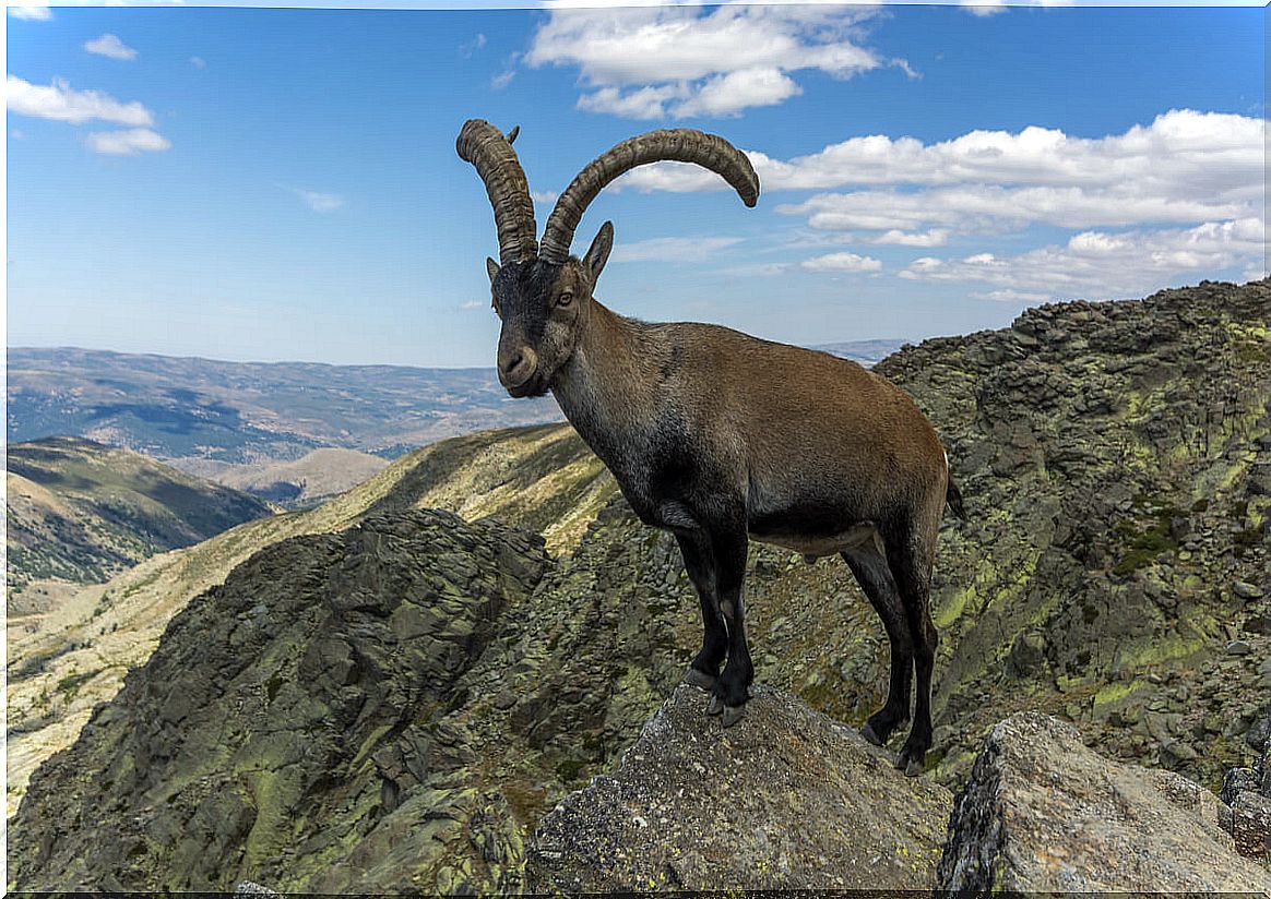 The bucardo: the extinct goat of the Pyrenees