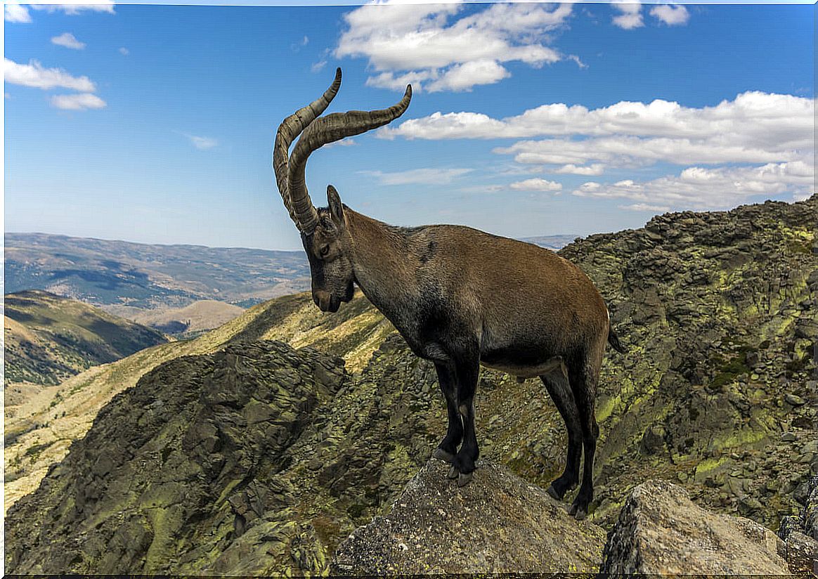 A bucardo in the mountains.