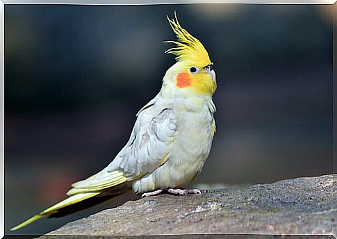 The callopsite parakeet: an extraordinary pet