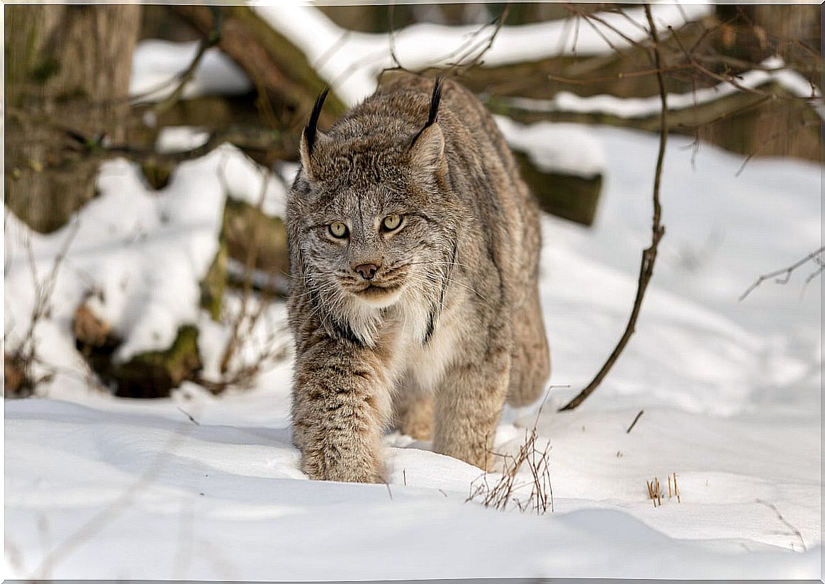 The Canada lynx: a feline in a worrying state