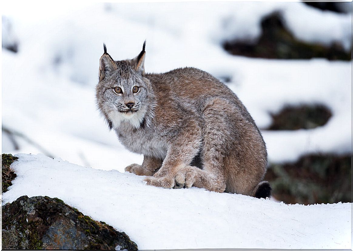 A lynx on the snow.