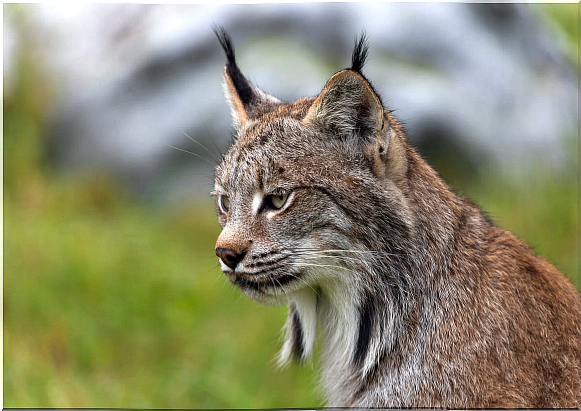 The face of a Canadian lynx.