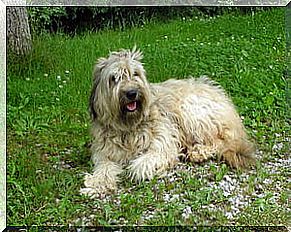 The Catalan shepherd or gos d'atura