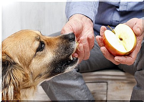 dog eating apple